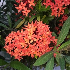 Meet your Posher, Amariana